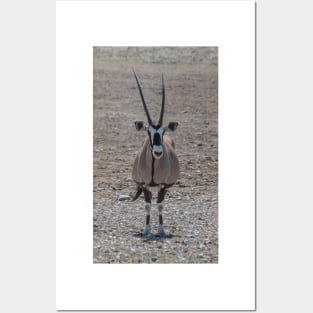 Lone oryx in the desert Posters and Art